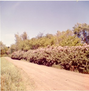 Lilacs beside the lake, Spring 1958