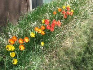May 17, 2013, beside the house