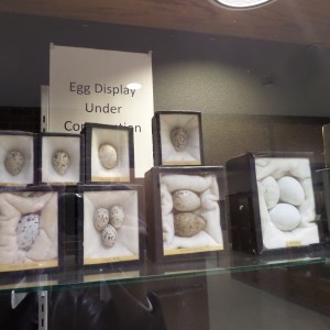Some of the many eggs from Dr. Kolstoe's collection.  Most of the collection remains on display at the State Capitol in Bismarck.