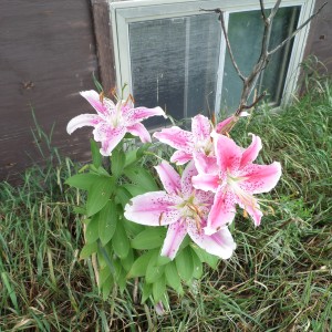 Aunt Edith's flower at the farm, August 10, 2014.  Edith died February 12, 2014, some of her flowers live on.
