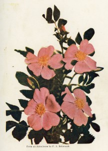 ND State Flower, the prairie Wild Rose, as presented in 1911 ND Blue Book