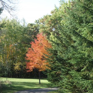 Trees, Woodbury MN, October 14, 2015